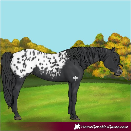Horse Color:Black Blanket 