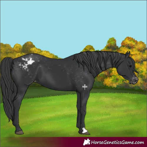 Horse Color:Black Varnish 