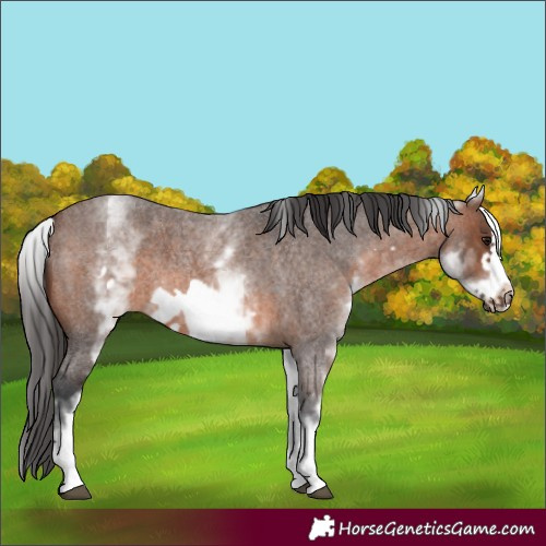Horse Color:White Spotted Brown Roan Frame 