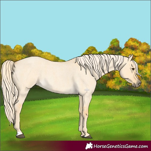 Horse Color:Palomino Roan Dun 