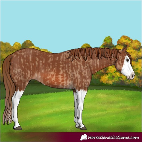 Horse Color:Red Dun Splash  and Chestnut Splash 