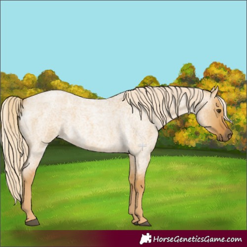 Horse Color:Palomino Roan Dun 