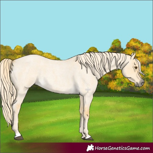 Horse Color:Palomino Roan Dun 