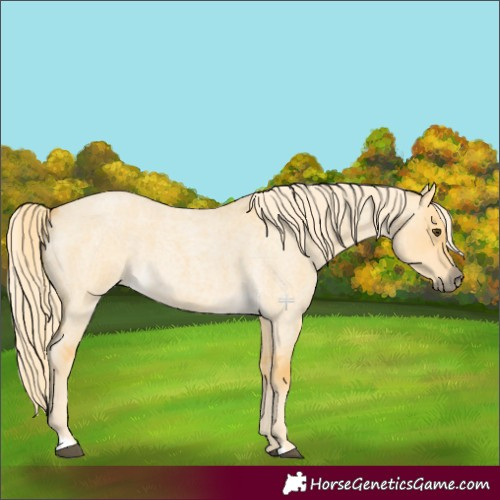 Horse Color:Palomino Roan Dun 