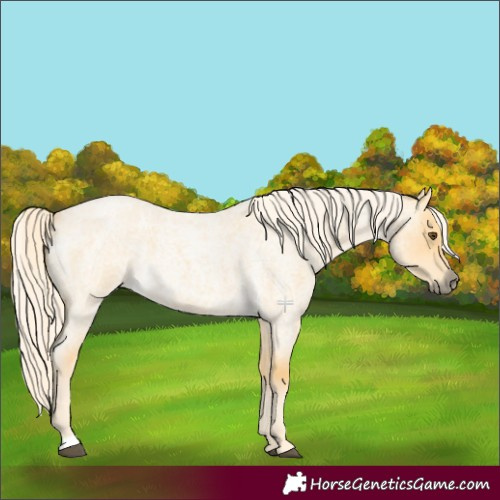 Horse Color:Palomino Roan Dun 