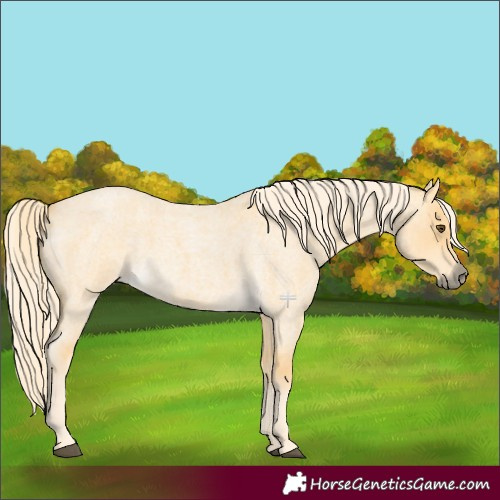 Horse Color:Palomino Roan Dun 