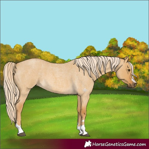 Horse Color:Palomino Roan Dun 