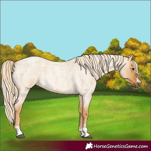 Horse Color:Palomino Roan Dun 