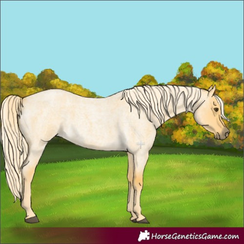 Horse Color:Palomino Roan Dun 