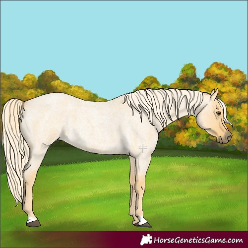 Horse Color:Palomino Roan Dun 