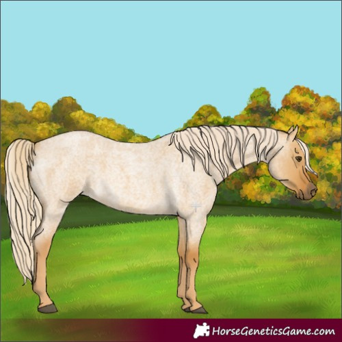 Horse Color:Palomino Roan Dun 