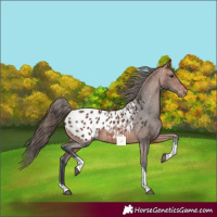 Horse Color:Bay Tobiano Appaloosa 