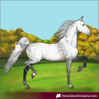 Horse Color:Gray Bay Appaloosa 