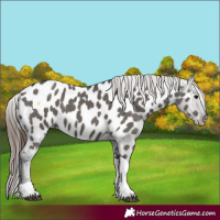 Horse Color:Grullo Tobiano Near Leopard