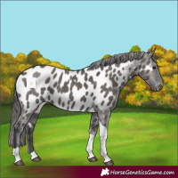 Horse Color:Grullo Tobiano Appaloosa 