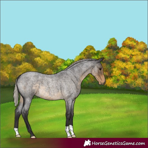 Horse Color:Silver Smoky Blue Roan