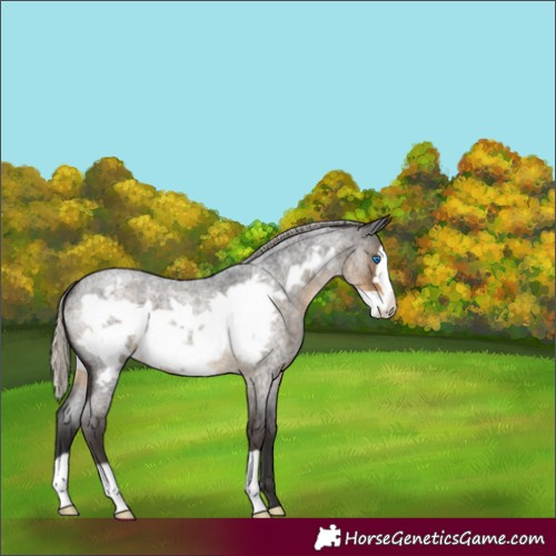 Horse Color:Silver Smoky Blue Roan Frame 