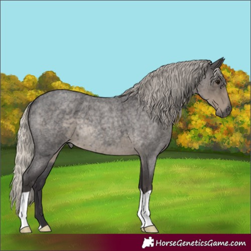 Horse Color:Silver Smoky Blue Roan 
