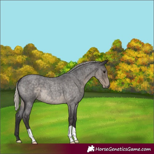 Horse Color:Silver Smoky Blue Roan 