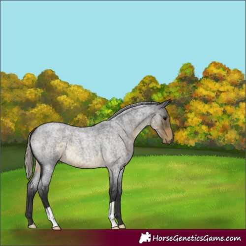 Horse Color:Silver Smoky Blue Roan 