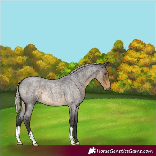 Horse Color:Silver Smoky Blue Roan 