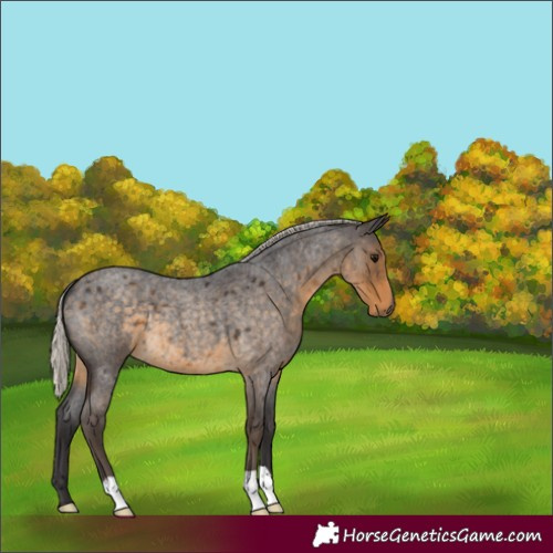 Horse Color:Silver Smoky Blue Roan 