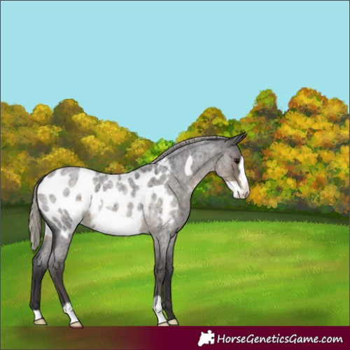 Horse Color:Silver Smoky Blue Roan Frame Near Leopard