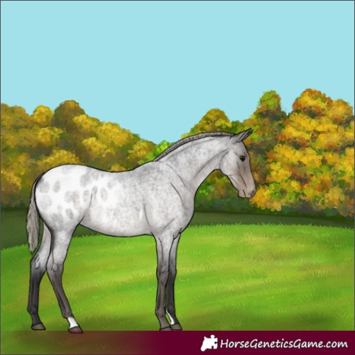 Horse Color:Silver Smoky Blue Roan Appaloosa 