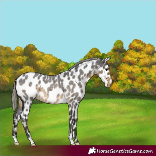 Horse Color:Silver Smoky Blue Roan Leopard
