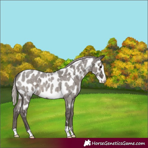 Horse Color:Silver Blue Roan Frame Appaloosa 