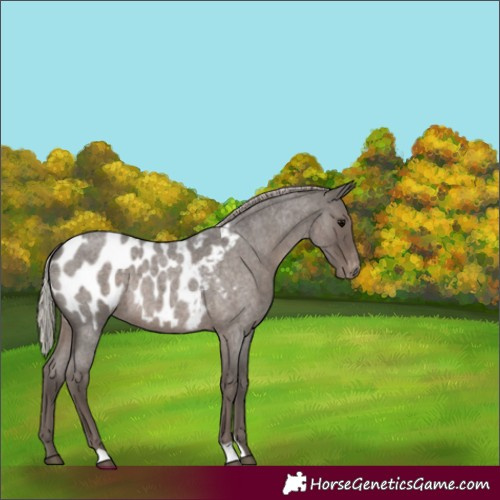 Horse Color:Silver Blue Roan Near Leopard