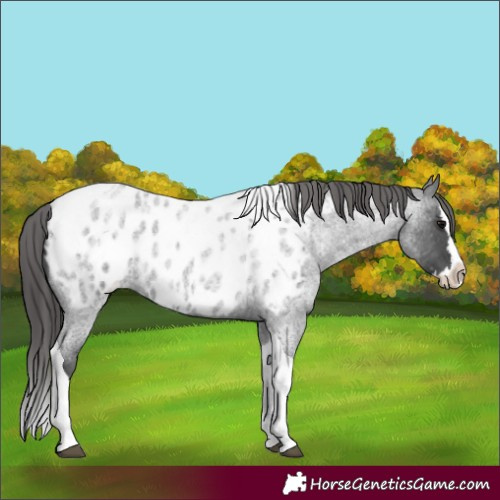 Horse Color:Blue Roan Splash Tobiano Appaloosa 