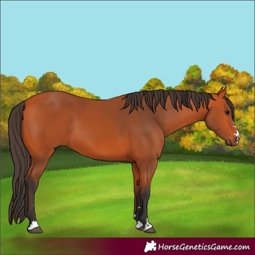 Horse Color:Bay 