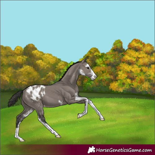 Horse Color:Grullo Sabino Appaloosa 
