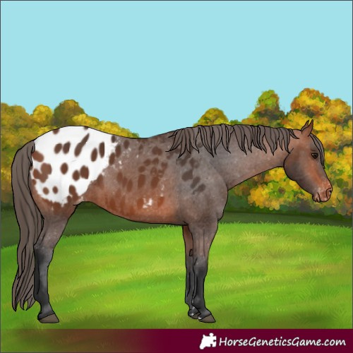Horse Color:Bay Appaloosa 