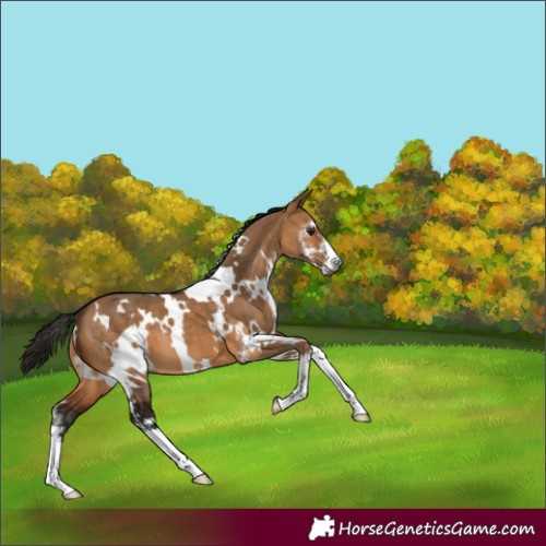 Horse Color:Gray White Spotted Bay Dun Sabino 
