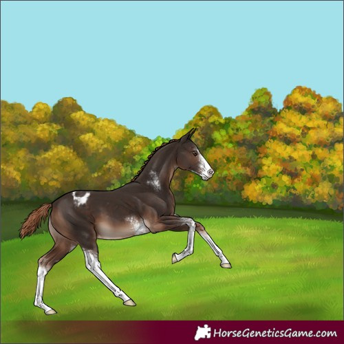 Horse Color:Liver Chestnut Sabino Appaloosa 