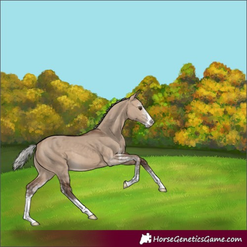 Horse Color:Silver Brown Dun Sabino 