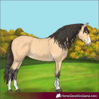 Horse Color:Buckskin 