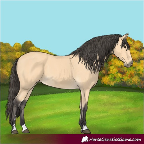 Horse Color:Buckskin 
