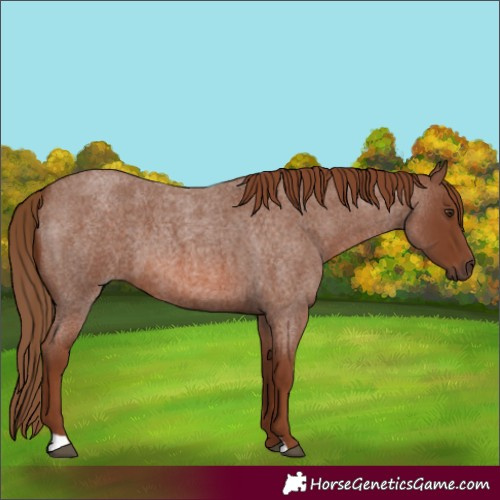 Horse Color:Red Roan 