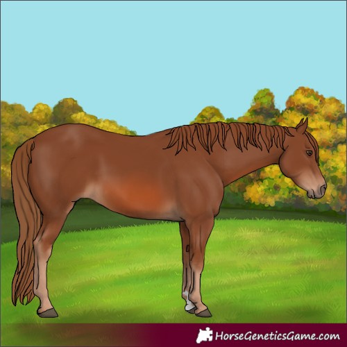 Horse Color:Chestnut 