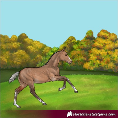 Horse Color:Silver Bay Dun 