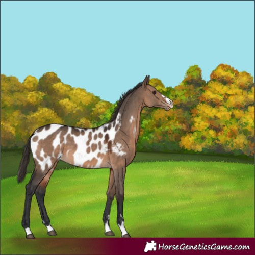Horse Color:Brown Dun Appaloosa 