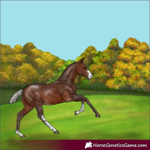 Horse Color:Silver Brown Sabino 