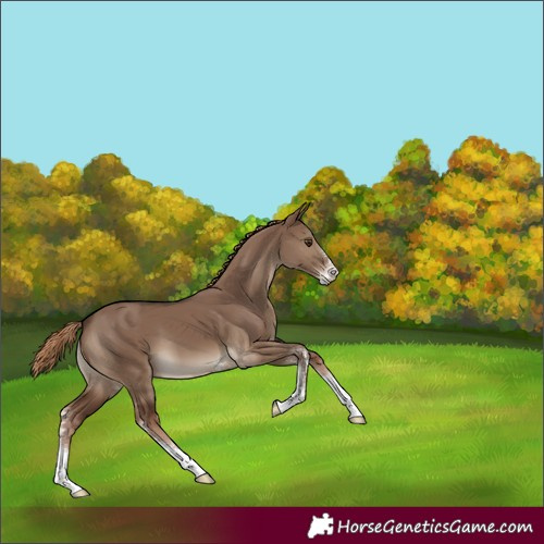 Horse Color:Liver Red Dun Sabino 