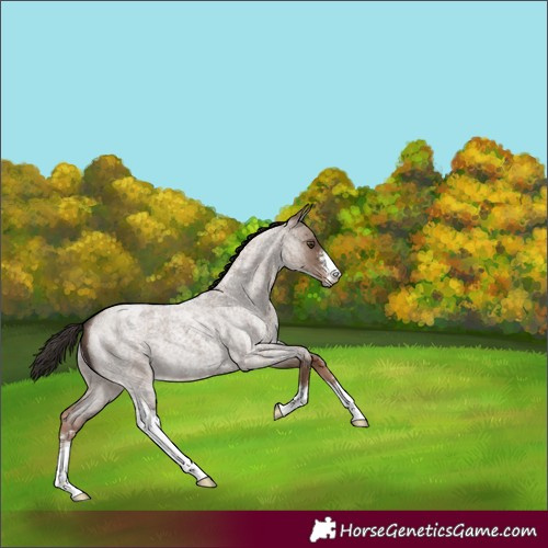 Horse Color:Liver Red Dun Roan Sabino 