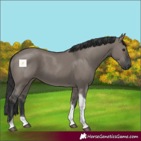 Horse Color:Grullo Tobiano 