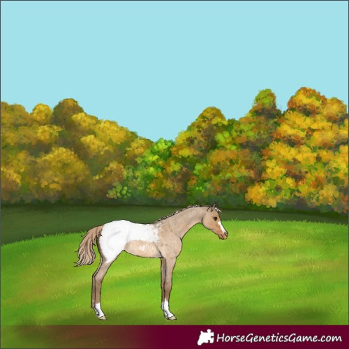 Horse Color:Chocolate Palomino Roan Dun Appaloosa 
