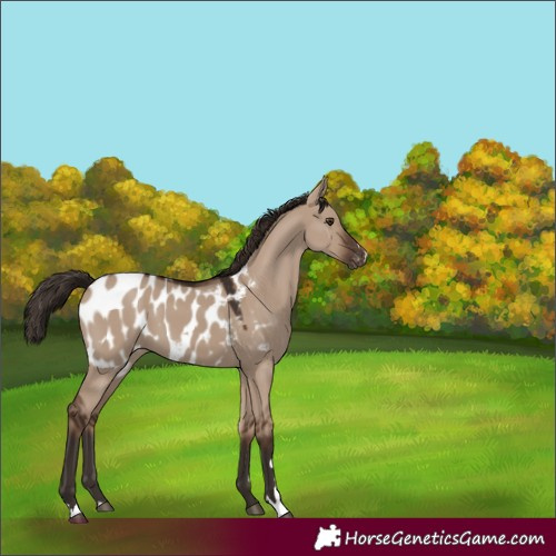 Horse Color:Liver Red Dun Appaloosa 